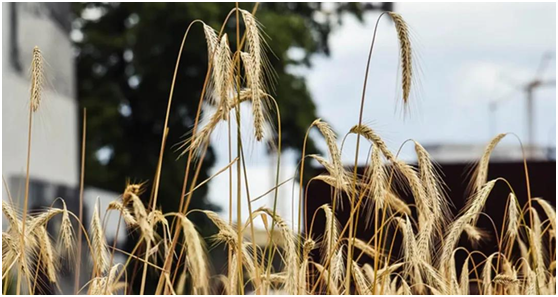 202105191621391415659031916.png 202105191621391415659031916.png